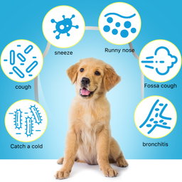 Kennel Cough Drops