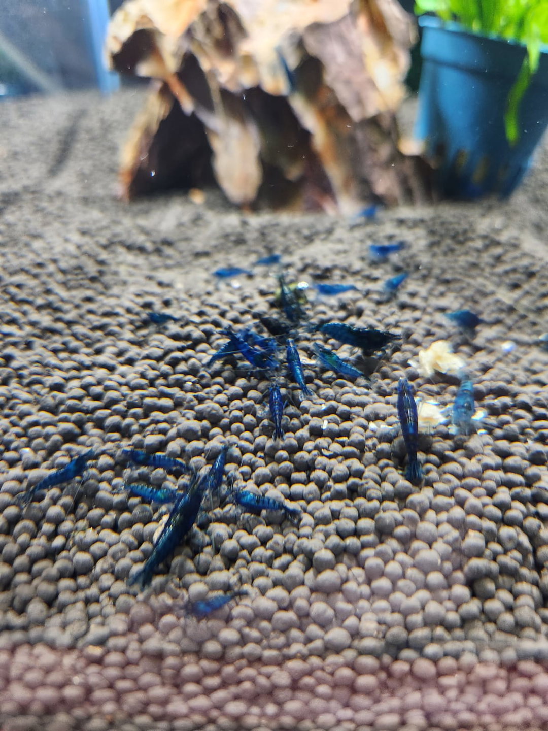 Blue Dream Shrimp