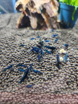 Blue Dream Shrimp