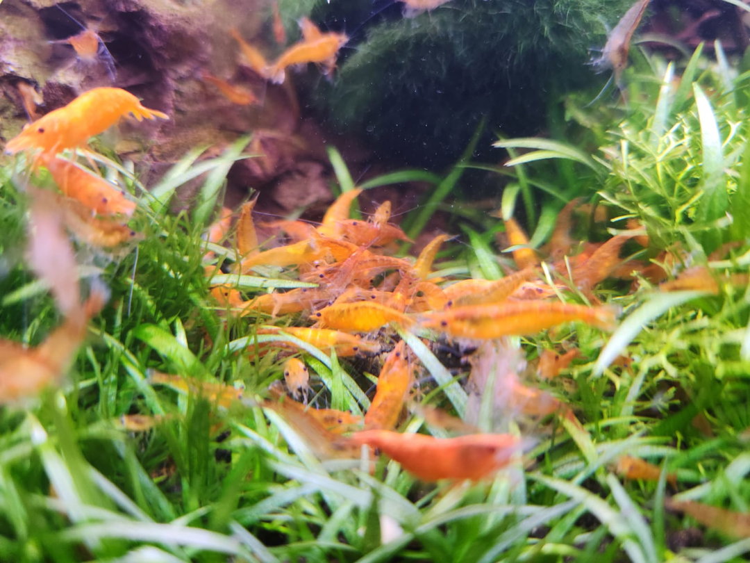 Orange Pumpkin Shrimp