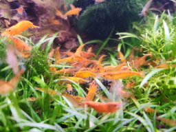 Orange Pumpkin Shrimp