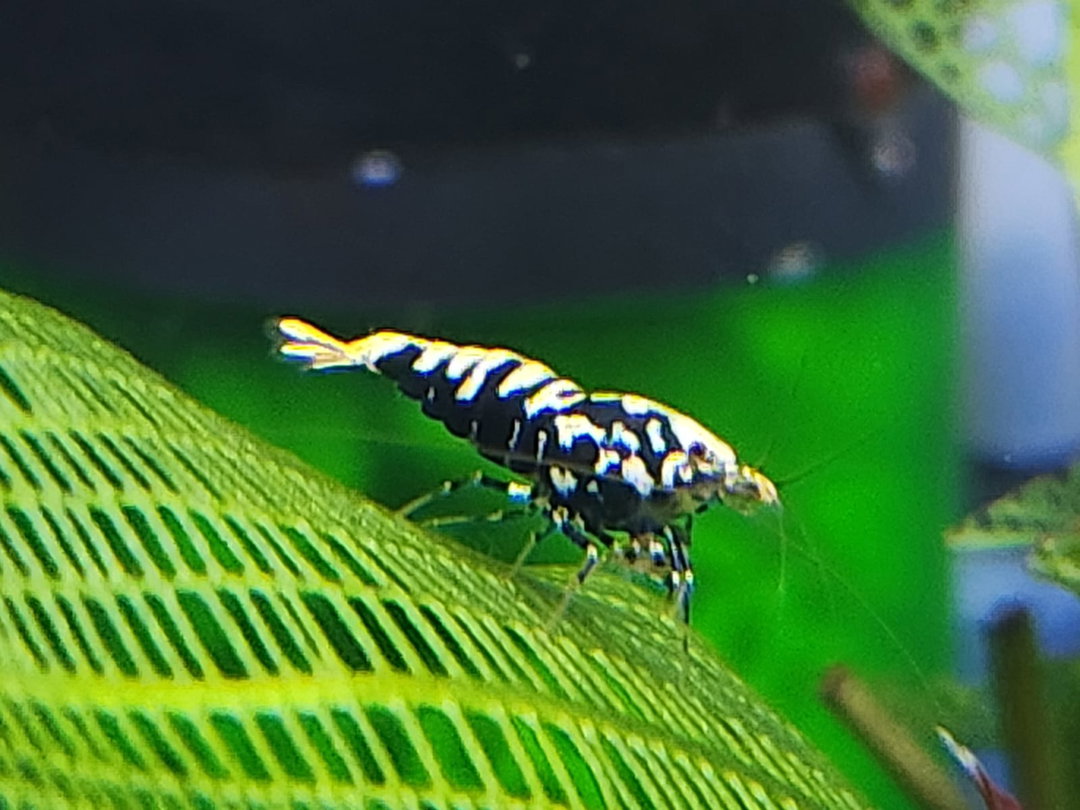 Black Galaxy Pinto Shrimp