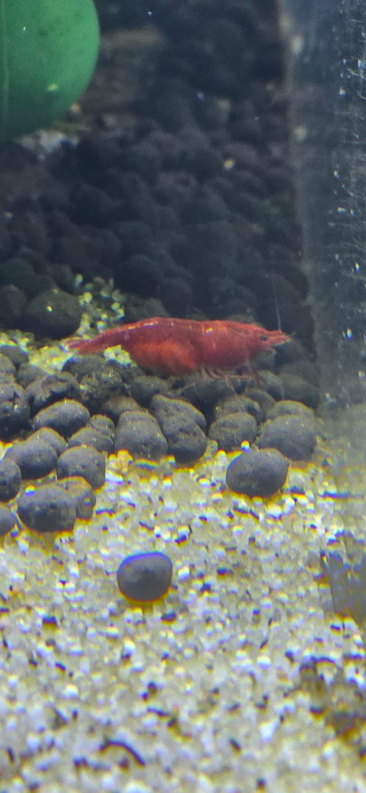 Bloody Mary Shrimp_0