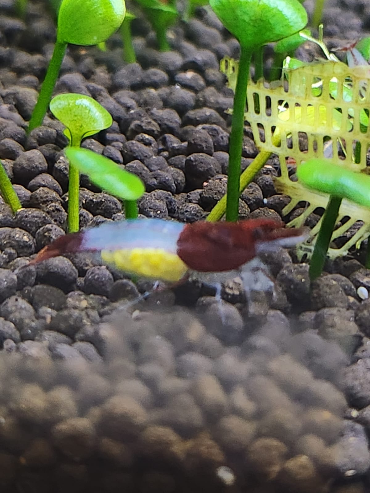 Red-Rili Shrimp_0