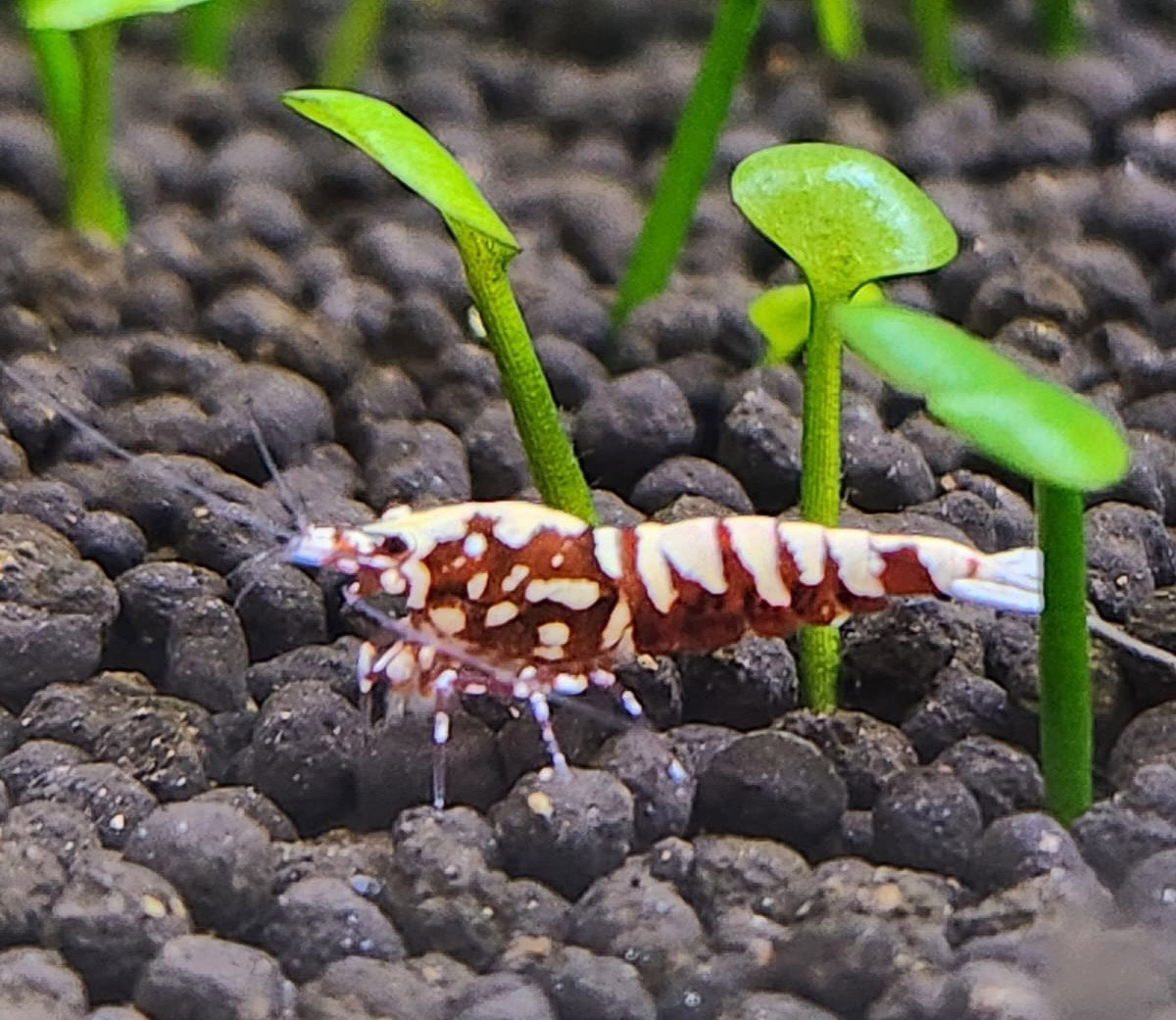 Red Galaxy Pinto Shrimp_0