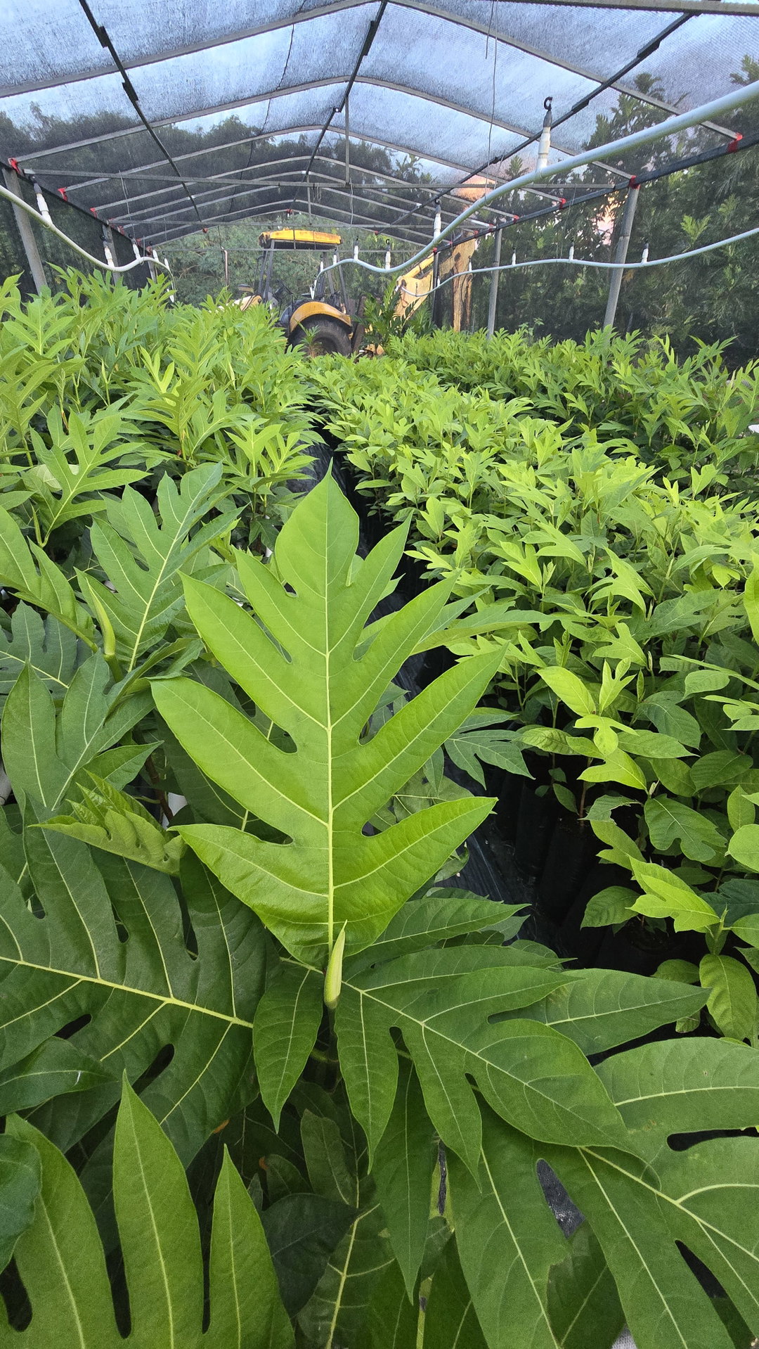 BREADFRUIT TREES | PANAPEN |  MAPEN