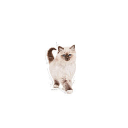 ROYAL CANIN - Chaton