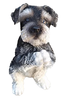 Hunting Schnauzer  canine Dog_0