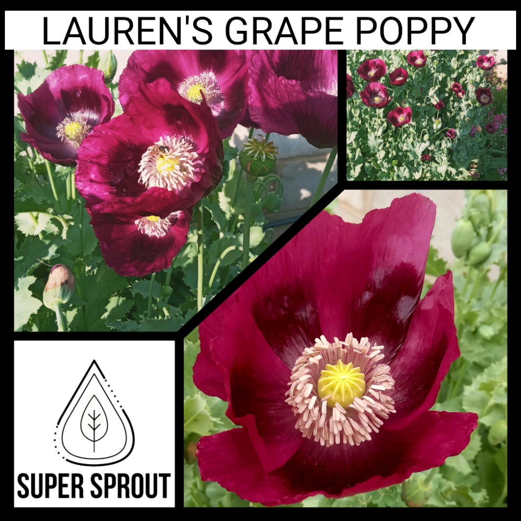 LAUREN'S GRAPE POPPY/PAPAVER x 100+ seeds_1