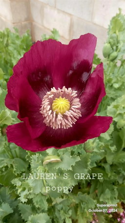 LAUREN'S GRAPE POPPY/PAPAVER x 100+ seeds
