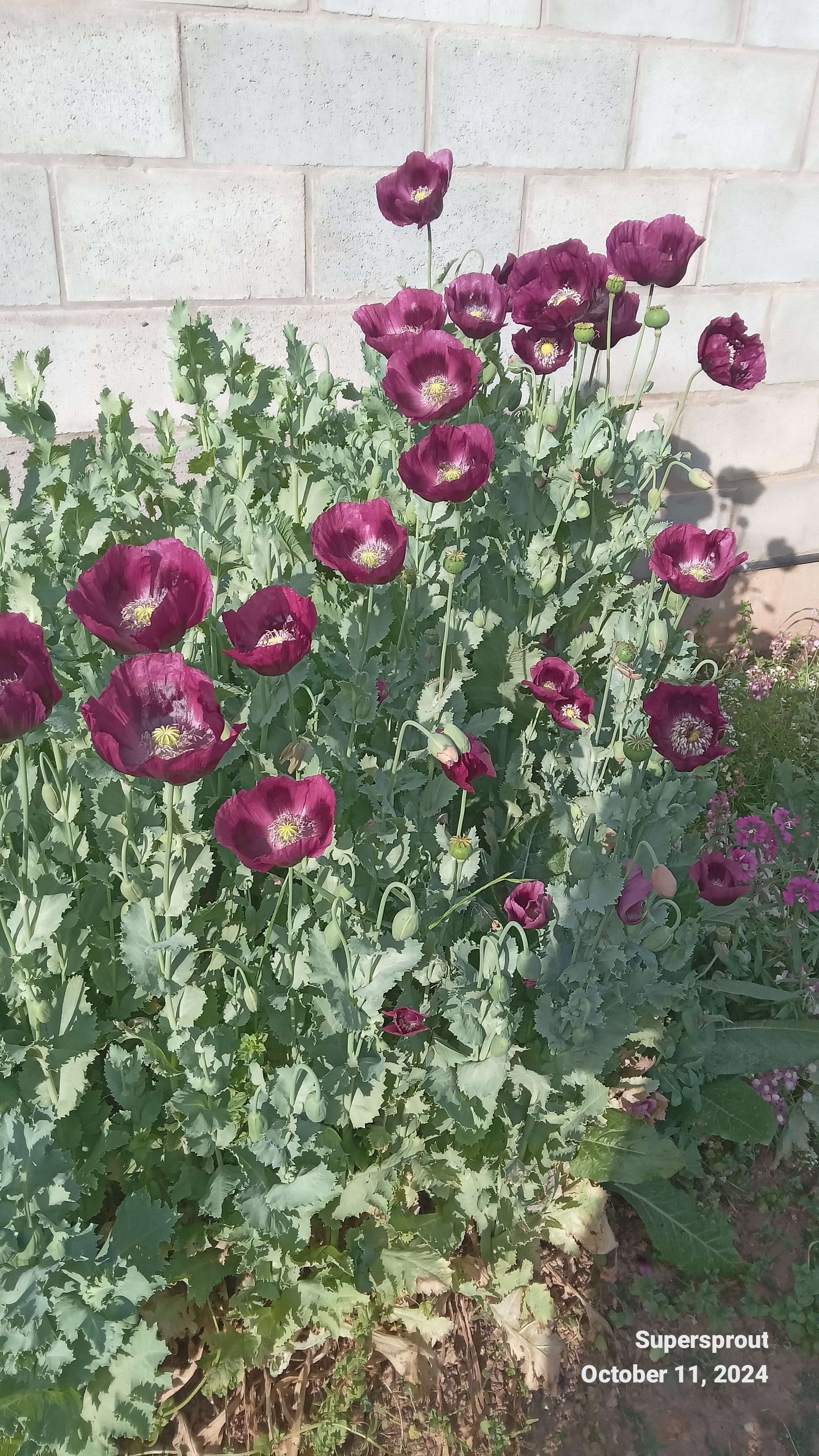 LAUREN'S GRAPE POPPY/PAPAVER x 100+ seeds_5