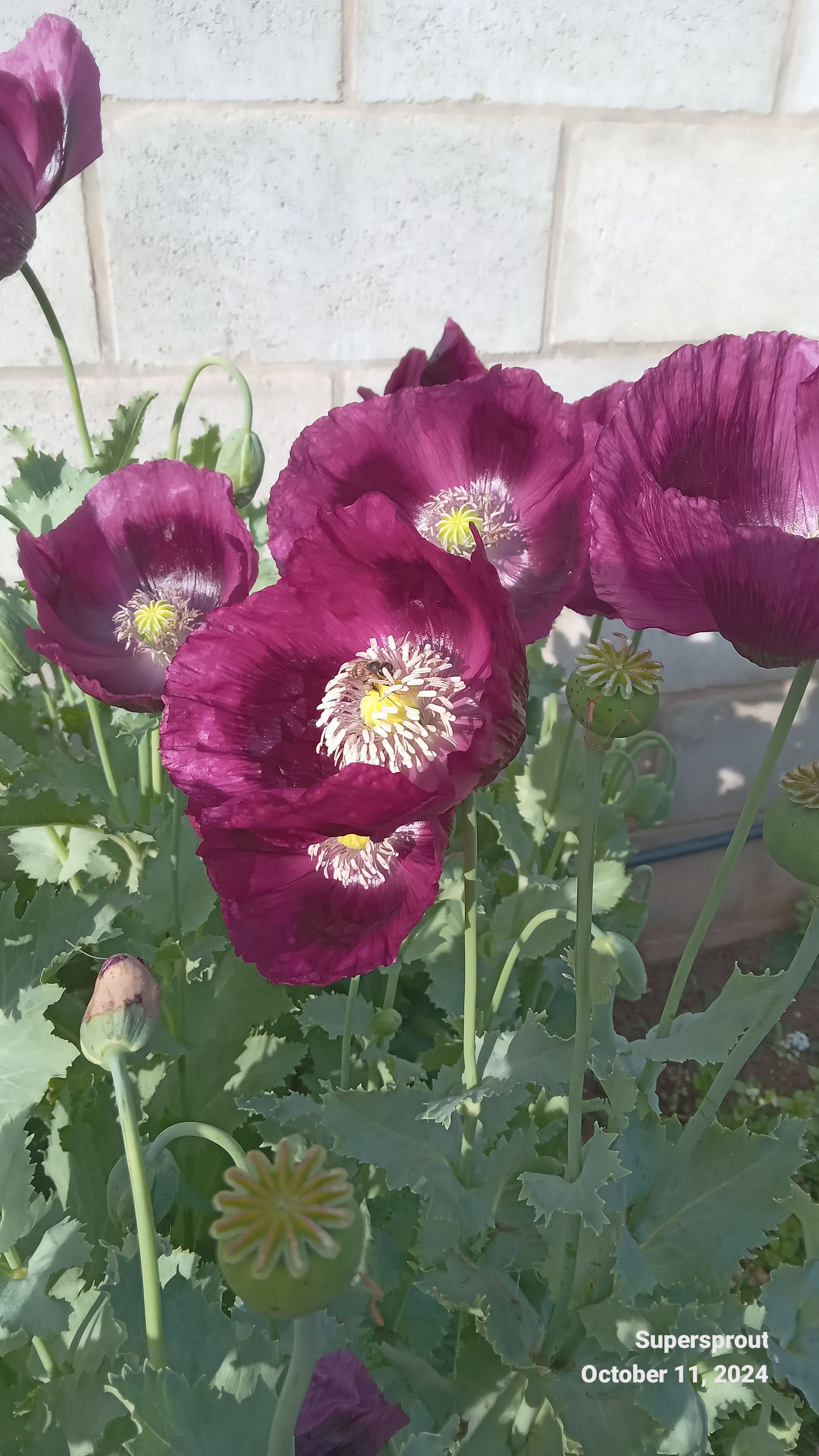 LAUREN'S GRAPE POPPY/PAPAVER x 100+ seeds_4