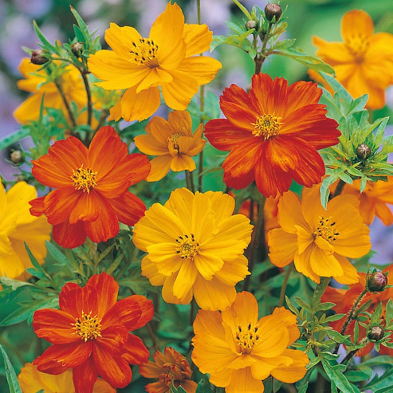 Cosmos Brightlight