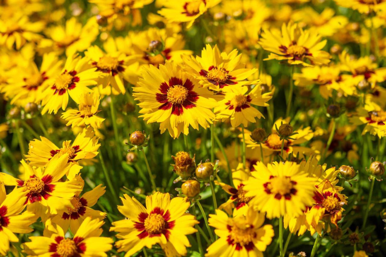 Coreopsis_0