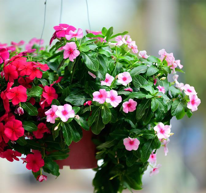 Hanging Vinca (Imported)_0