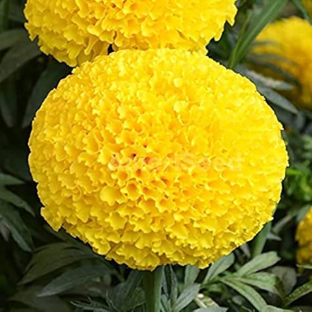 African Marigold_0