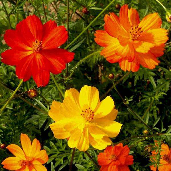 Cosmos Brightlight