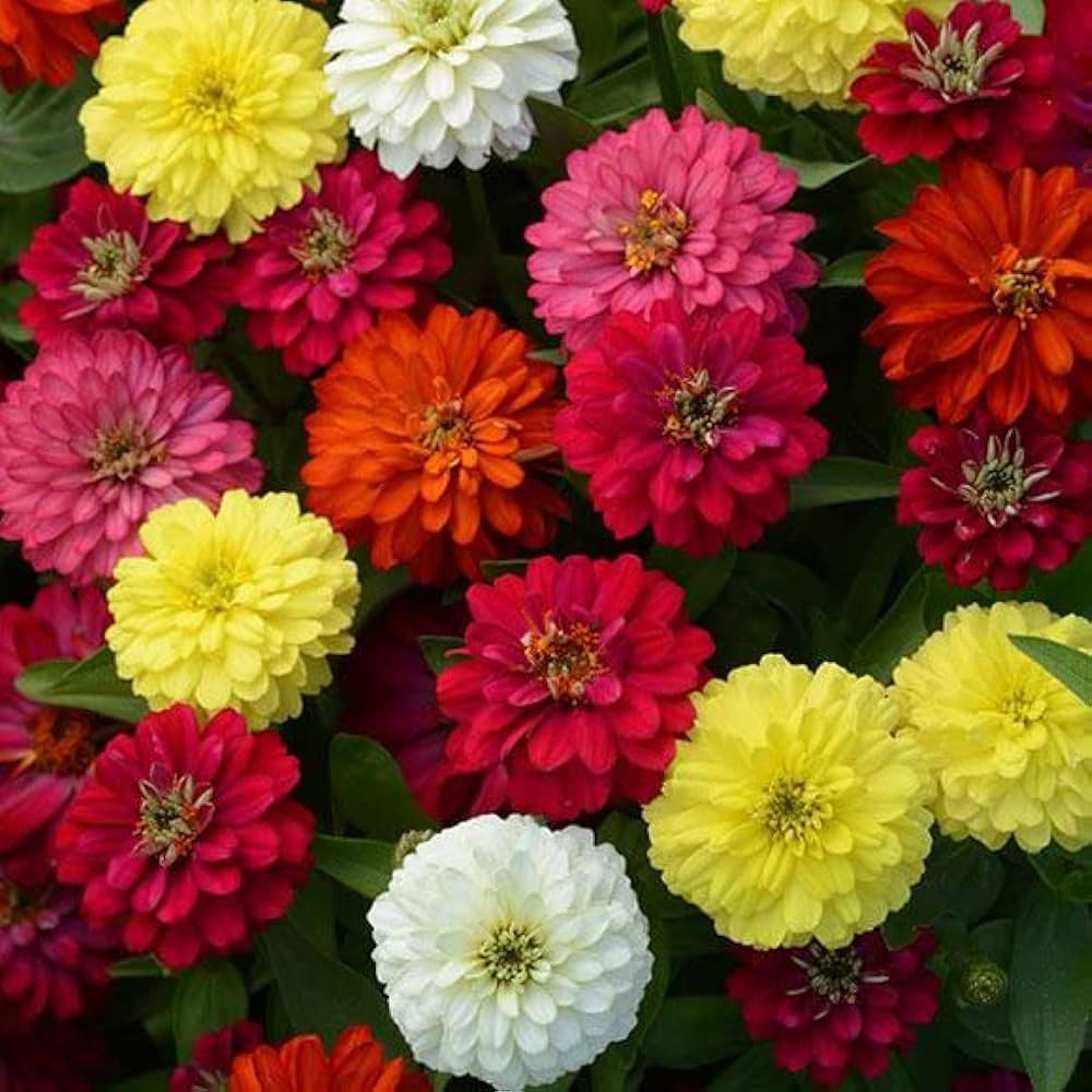 Dahlia Mix