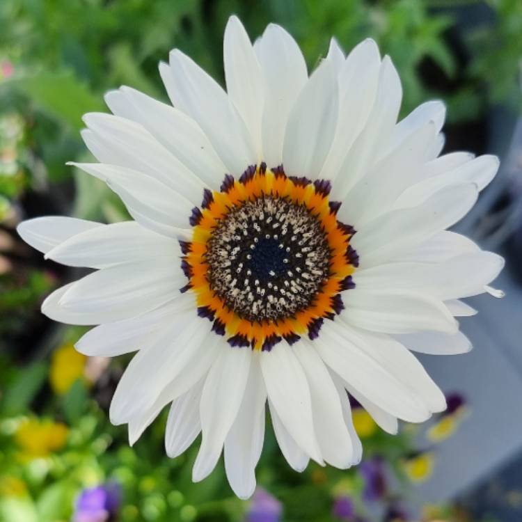 Venedium White_0