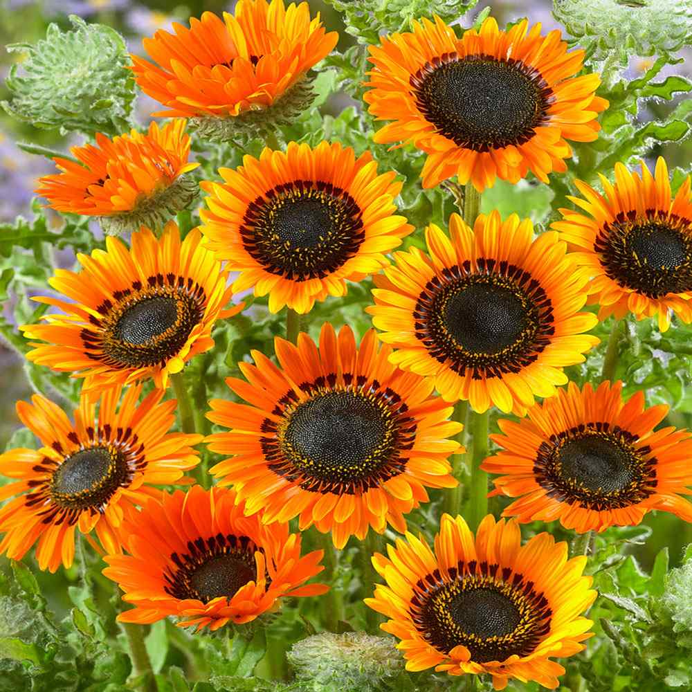 Venedium Orange_0
