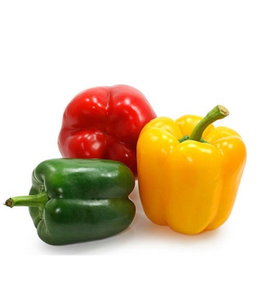 Capsicum 