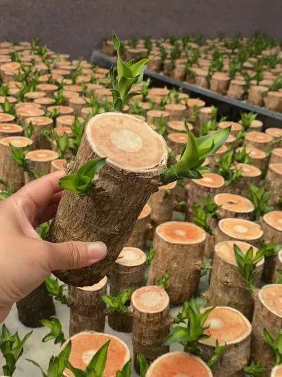 Lucky Bonsai Brazilian wood 🪵 (Mix size)