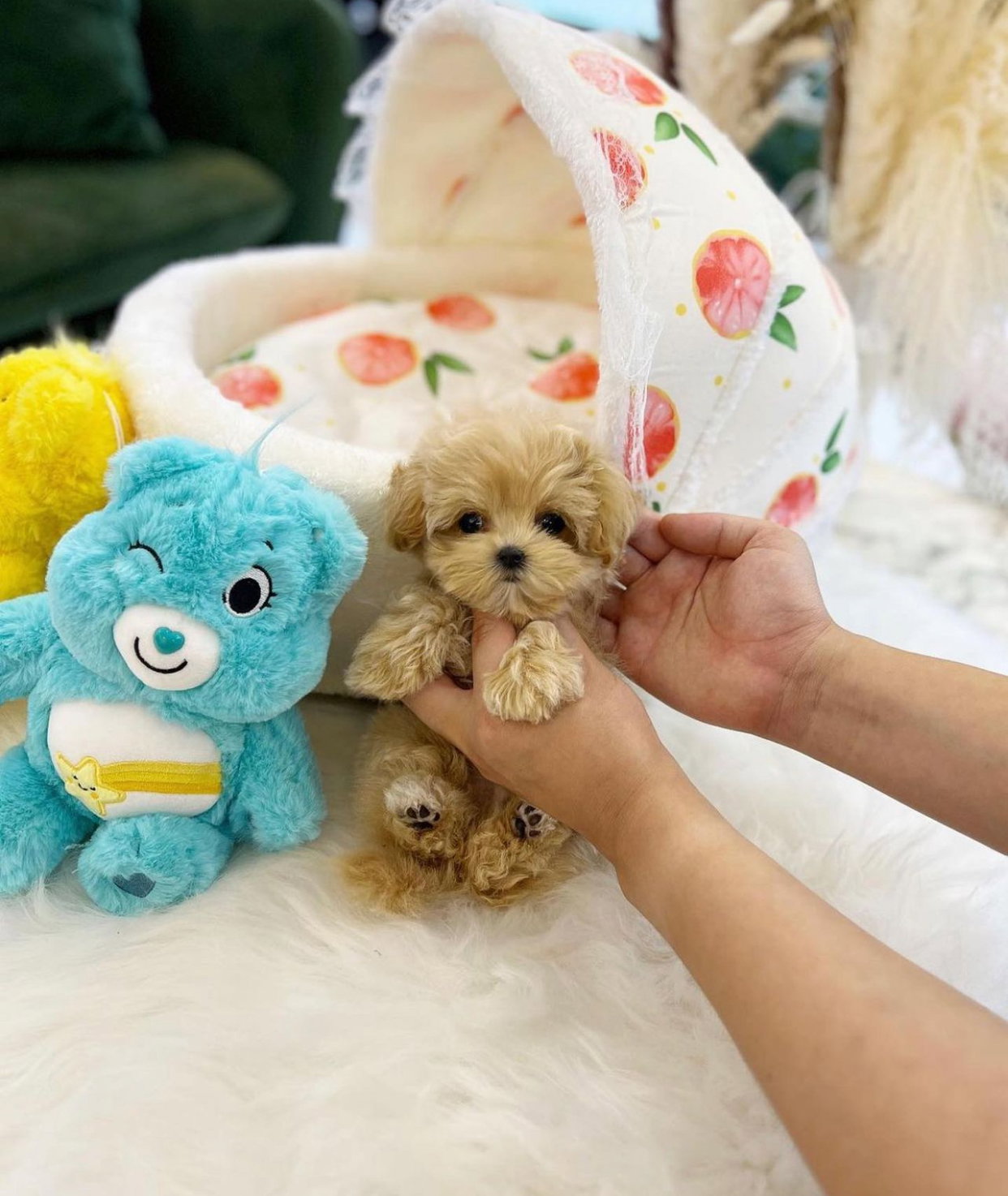 Toy poodle _1