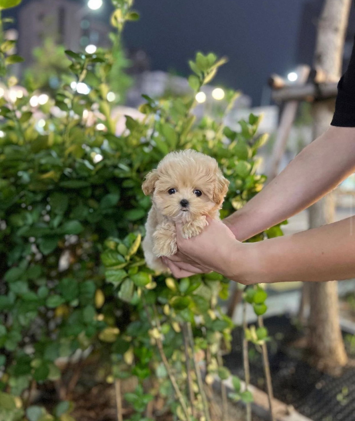 Toy poodle _0