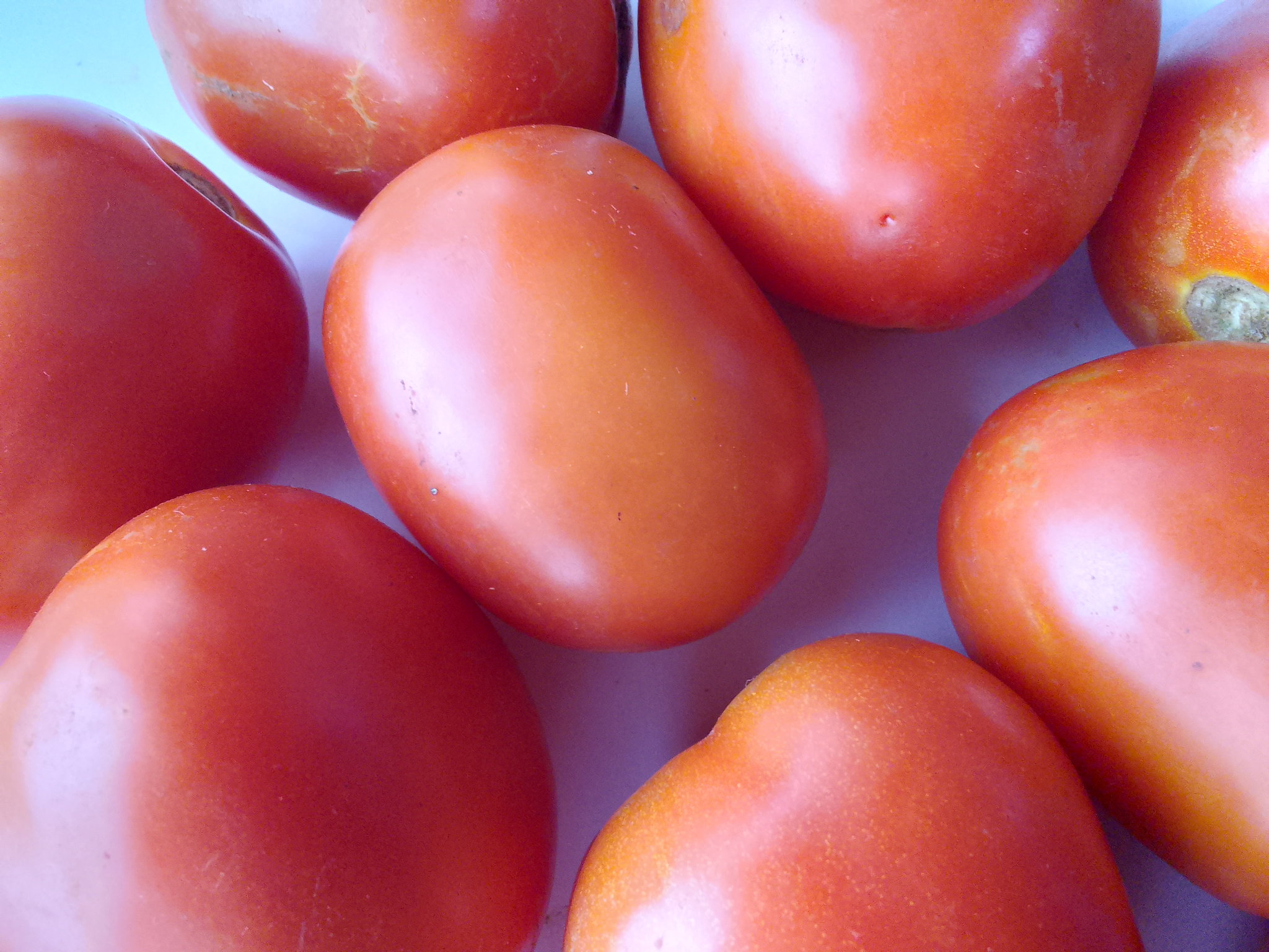Tomato_0