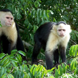 MONKEY ISLANDS