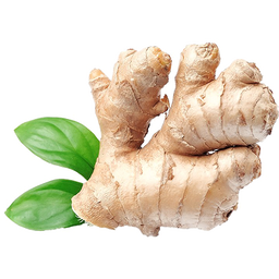 Old Ginger approx 500g 
