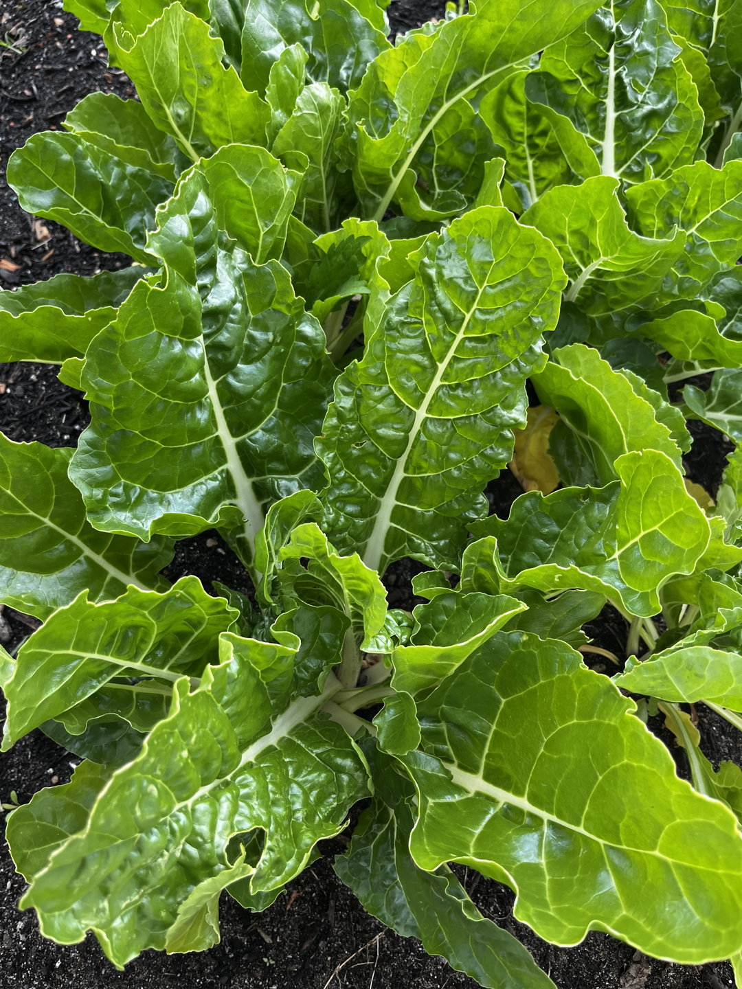 Freshly Harvested Spinach