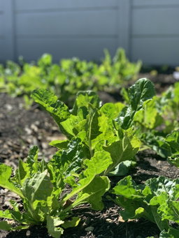 Freshly Harvested Spinach