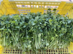 Freshly Harvested Coriander 