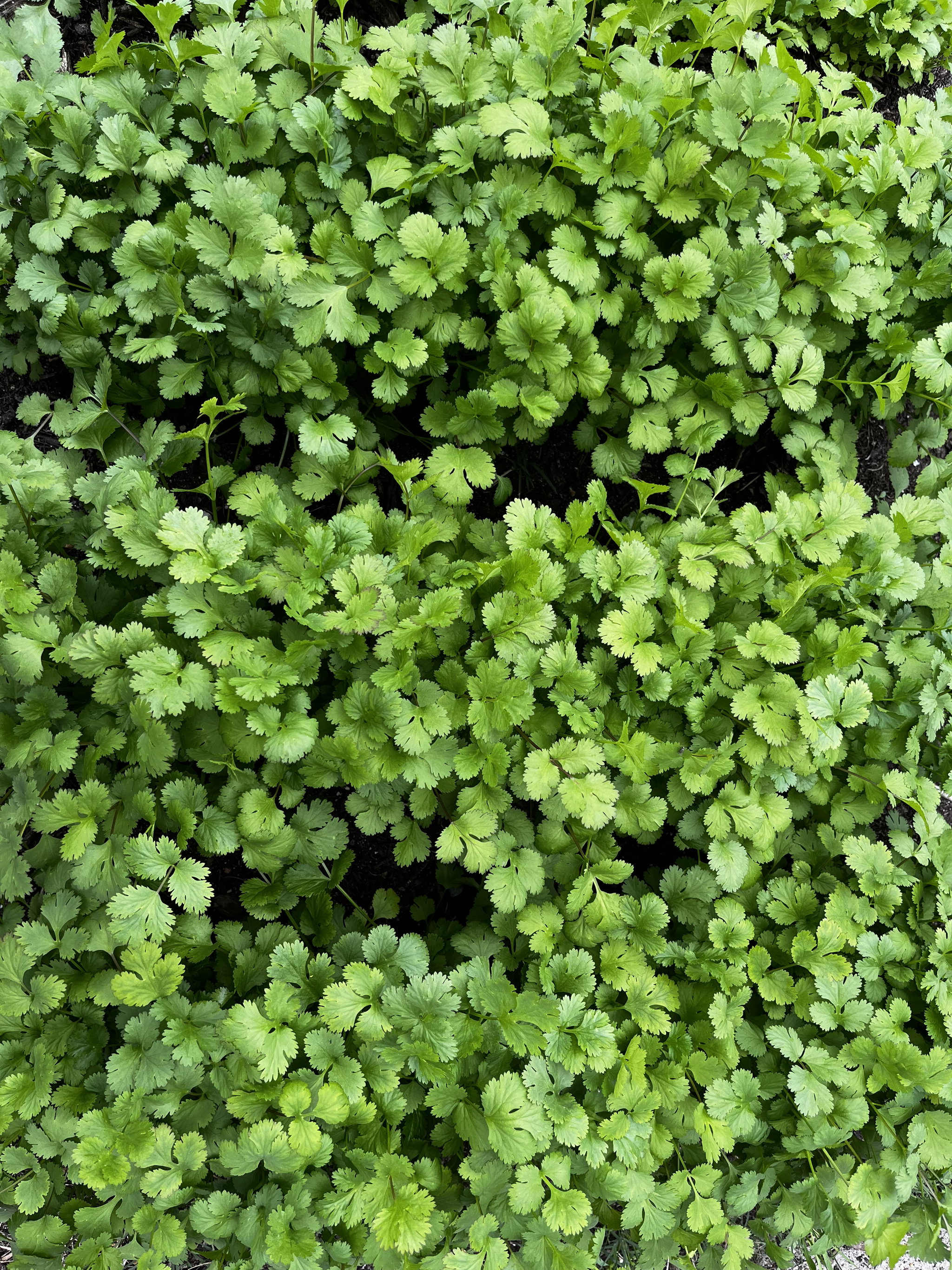 Freshly Harvested Coriander _2