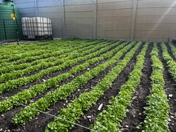 Freshly Harvested Coriander 