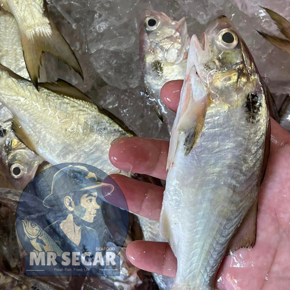  米午鱼 / Blackspot Threadfin_0