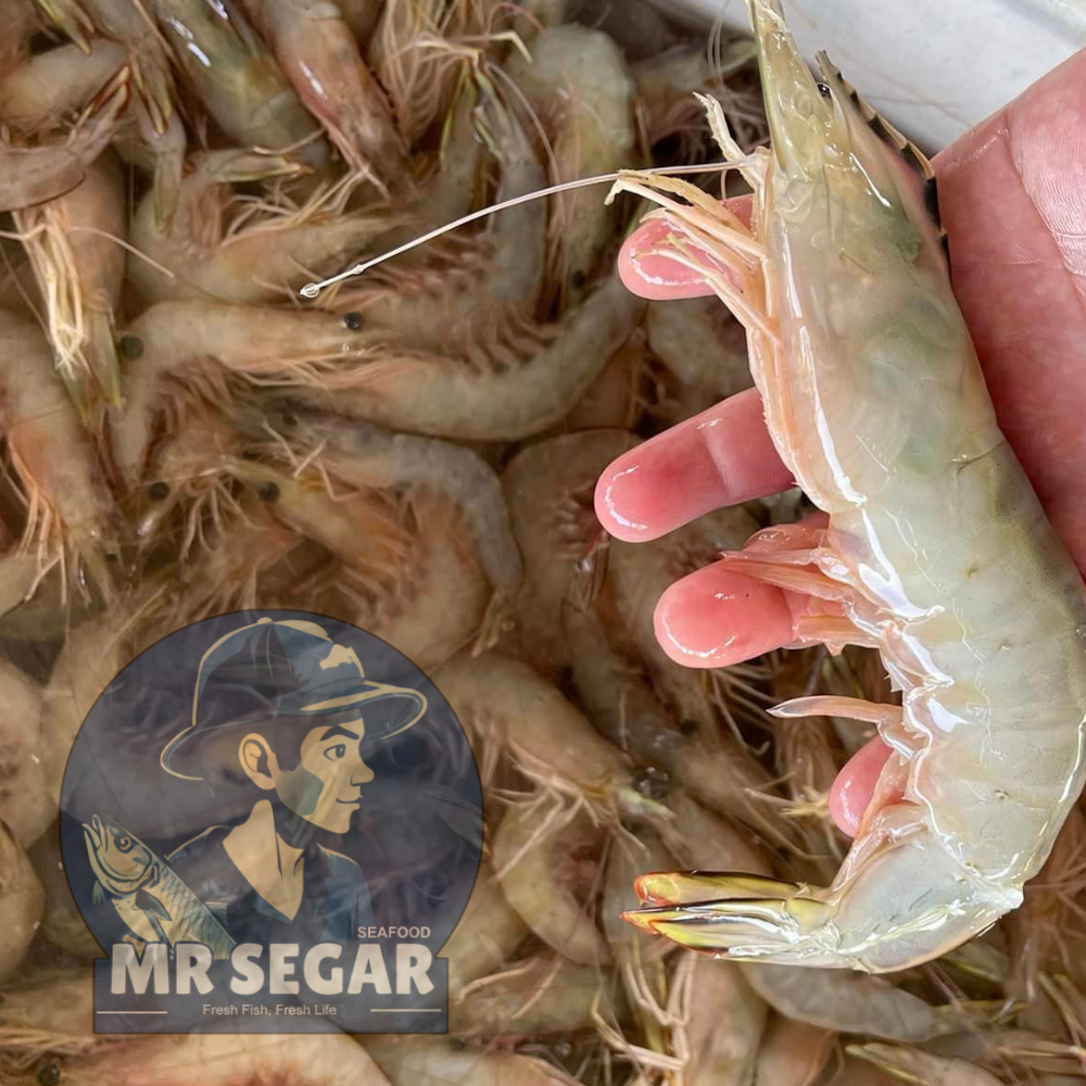 大虾 / BIG Prawn