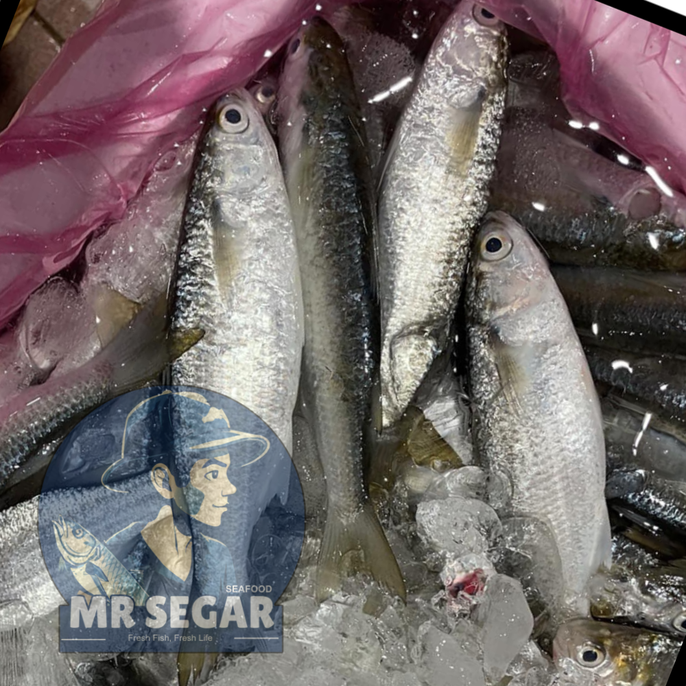 只仔鱼 / Mullet Fish