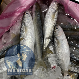 只仔鱼 / Mullet Fish