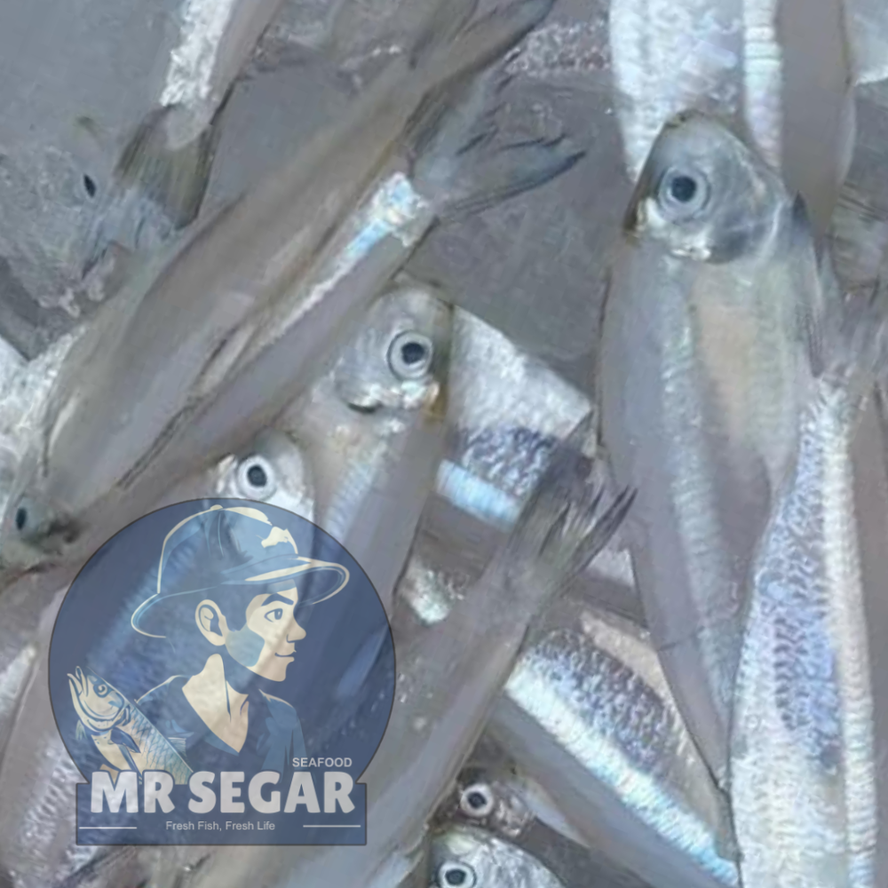 鲜白肚江 / Fresh Anchovies
