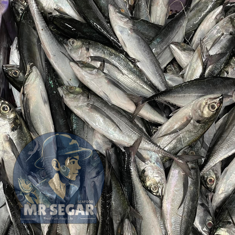 硬尾鱼 / Hardtail Mackerel