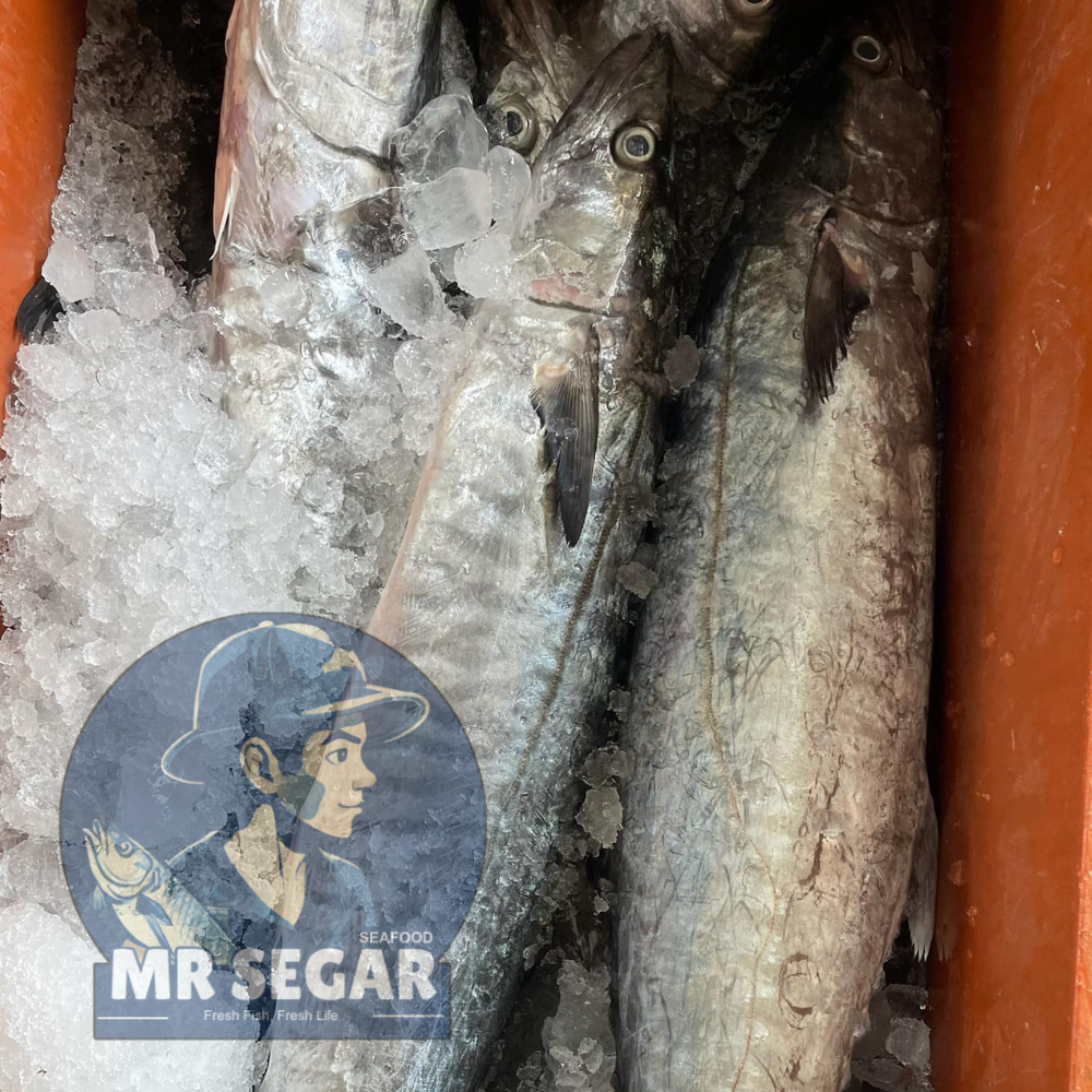 马鲛鱼 / Spanish Mackerel
