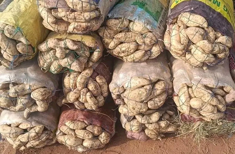 SAC DE PATATE DOUCE (25kg)
