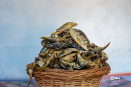 Herring