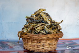 Herring
