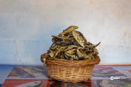 Herring