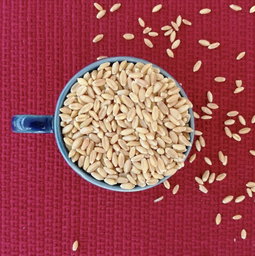 Wheat (Gheu, Godamulu)