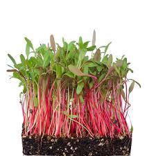 Swiss Chard_1