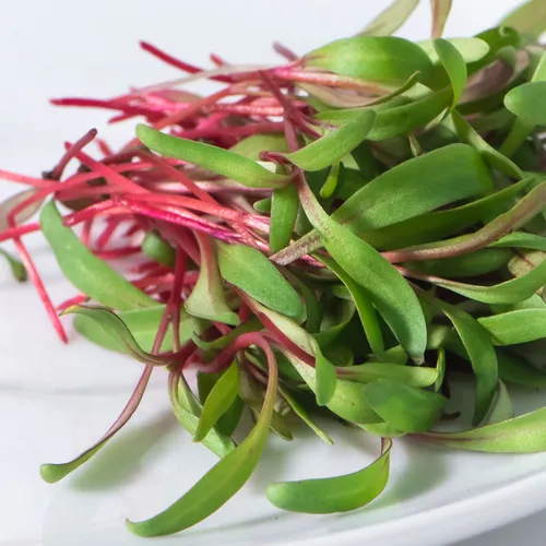 Swiss Chard_0